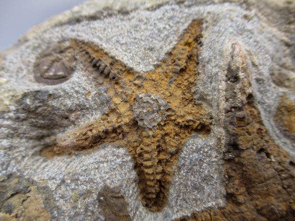 Genuine Ordovician Age Petraster Starfish Plate Specimen from Morocco for Sale #31b