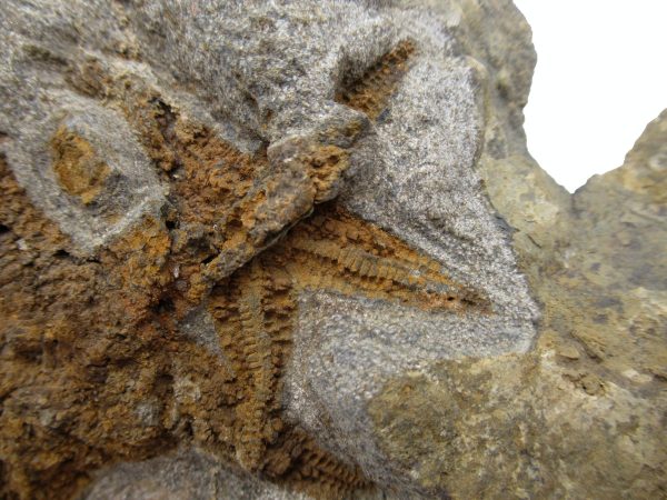 Genuine Ordovician Age Petraster Starfish Plate Specimen from Morocco for Sale #31c