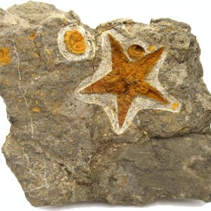 Genuine Ordovician Age Petraster Starfish Plate Specimen from Morocco for Sale #32