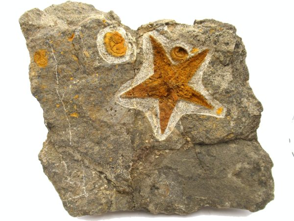 Genuine Ordovician Age Petraster Starfish Plate Specimen from Morocco for Sale #32