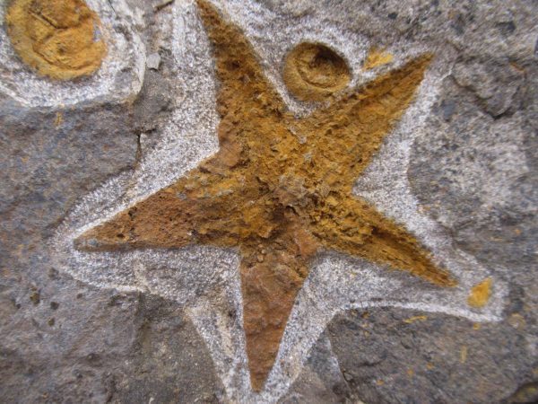 Genuine Ordovician Age Petraster Starfish Plate Specimen from Morocco for Sale #32a