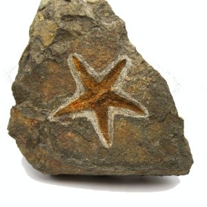 Genuine Ordovician Age Petraster Starfish Plate Specimen from Morocco for Sale #34