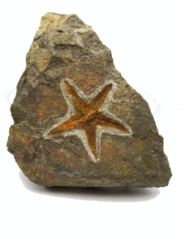 Genuine Ordovician Age Petraster Starfish Plate Specimen from Morocco for Sale #34