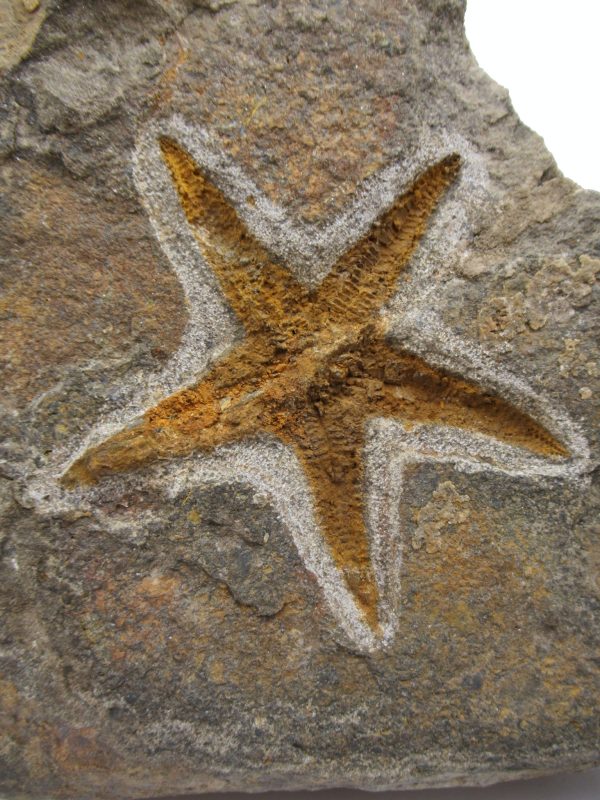 Genuine Ordovician Age Petraster Starfish Plate Specimen from Morocco for Sale #34a