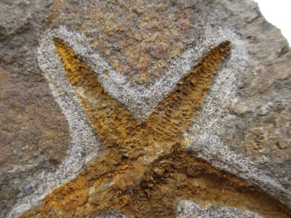 Genuine Ordovician Age Petraster Starfish Plate Specimen from Morocco for Sale #34b