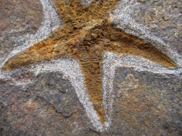 Genuine Ordovician Age Petraster Starfish Plate Specimen from Morocco for Sale #34c