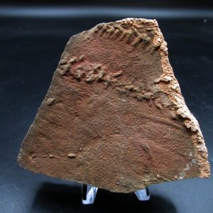 Genuine Ordovician Age Trilobite Trackway (Cruziana) Fossils for Sale from Morocco #44