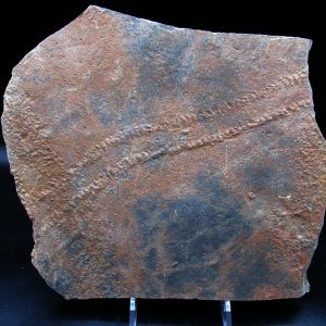 Genuine Ordovician Age Trilobite Trackway (Cruziana) Fossils for Sale from Morocco #46