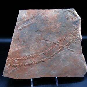 Genuine Ordovician Age Trilobite Trackway (Cruziana) Fossils for Sale from Morocco #47