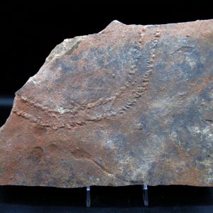 Genuine Ordovician Age Trilobite Trackway (Cruziana) Fossils for Sale from Morocco #48