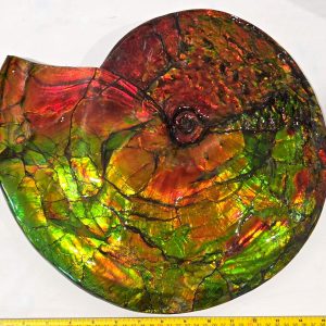 Gem Ammolite Ammonite For Sale from Alberta Canada #1