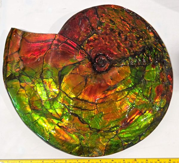 Gem Ammolite Ammonite For Sale from Alberta Canada #1