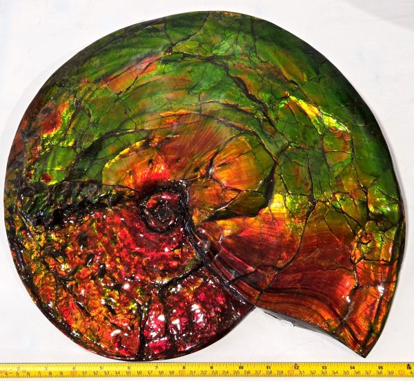 Gem Ammolite Ammonite For Sale from Alberta Canada #1 - Image 2