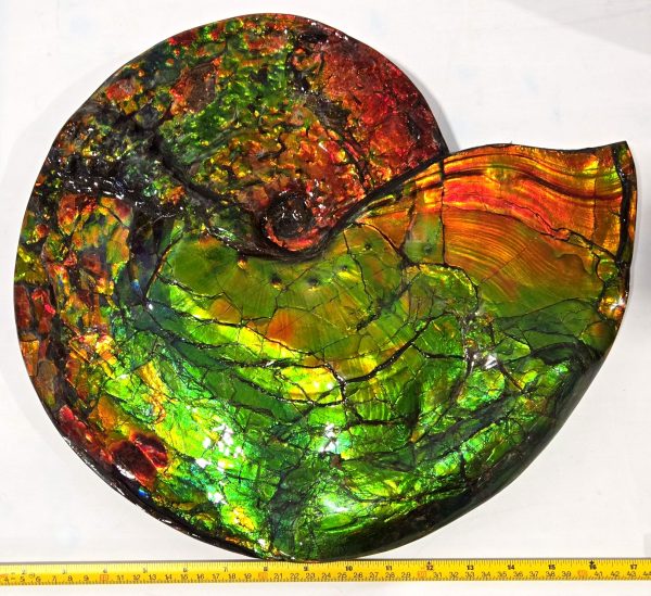 Gem Ammolite Ammonite For Sale from Alberta Canada #1 - Image 10