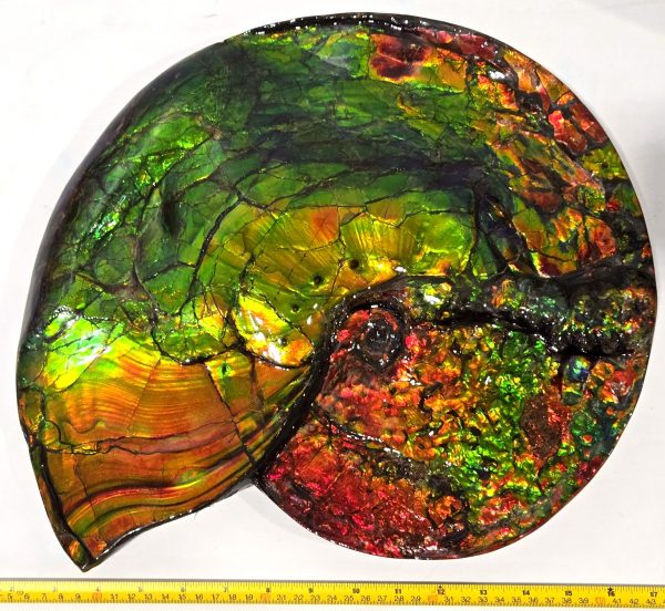 Gem Ammolite Ammonite For Sale from Alberta Canada #1 - Image 9