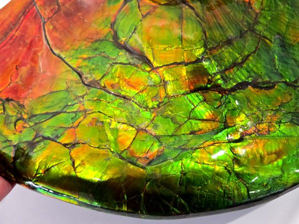 Gem Ammolite Ammonite For Sale from Alberta Canada #1 - Image 8