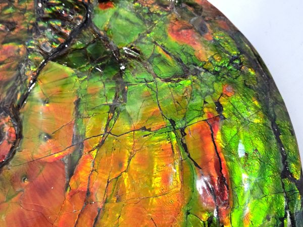 Gem Ammolite Ammonite For Sale from Alberta Canada #1 - Image 7
