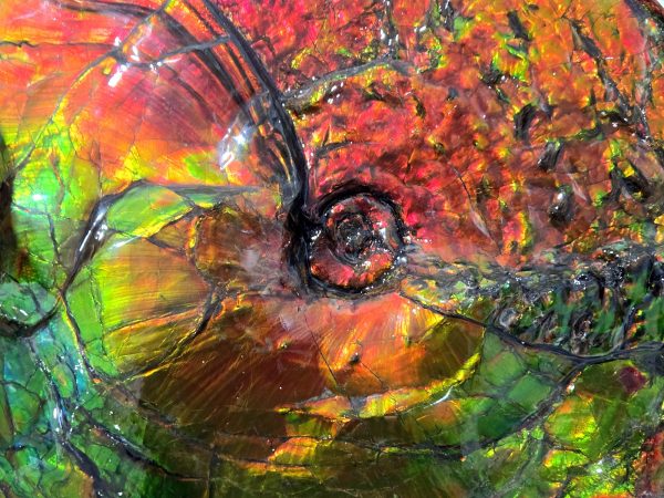 Gem Ammolite Ammonite For Sale from Alberta Canada #1 - Image 6