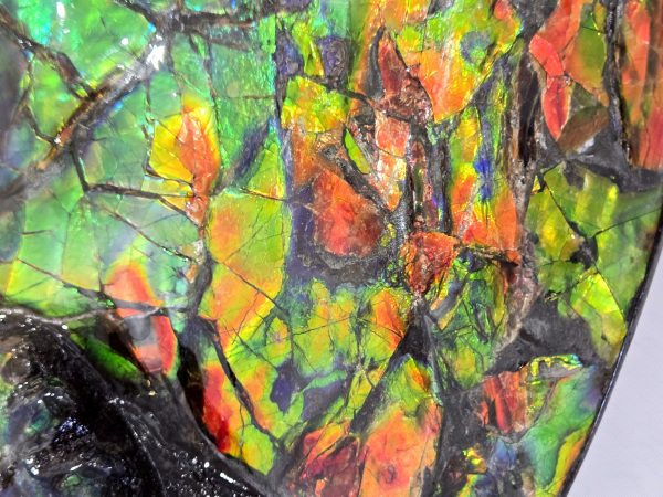 Gem Ammolite Ammonite For Sale from Alberta Canada #1 - Image 5