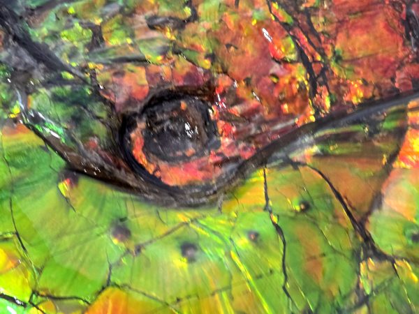 Gem Ammolite Ammonite For Sale from Alberta Canada #1 - Image 4