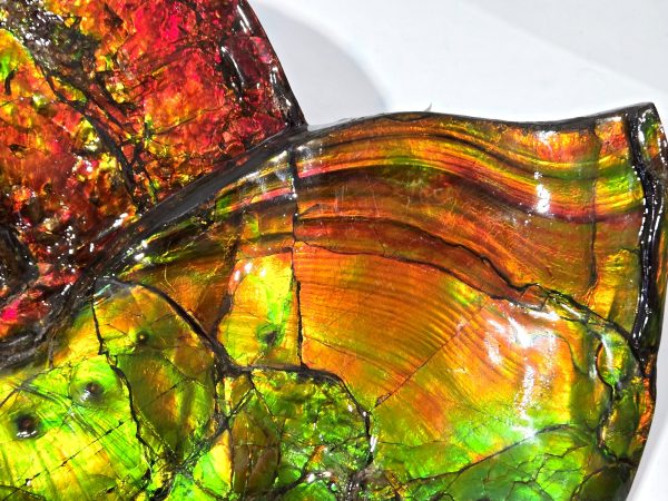 Gem Ammolite Ammonite For Sale from Alberta Canada #1 - Image 3