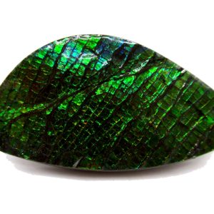 Genuine Cretaceous Age Gem Ammolite Ammonite Shell Specimen from Canada for Sale #13