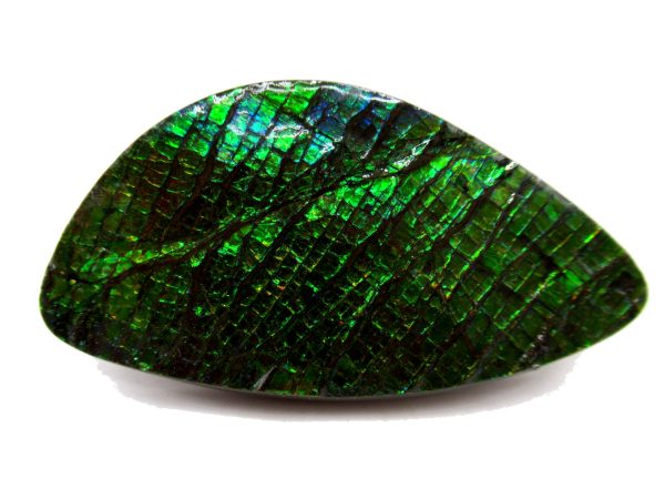 Genuine Cretaceous Age Gem Ammolite Ammonite Shell Specimen from Canada for Sale #13