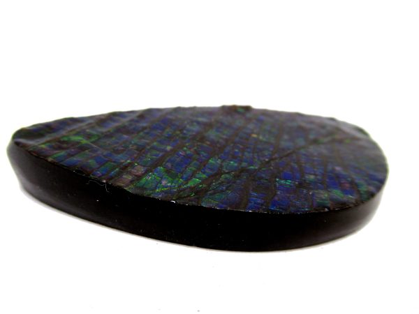 Genuine Cretaceous Age Gem Ammolite Ammonite Shell Specimen from Canada for Sale #13a