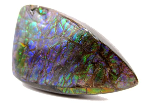 Genuine Cretaceous Age Gem Ammolite Ammonite Shell Specimen from Canada for Sale #14a