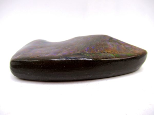 Genuine Cretaceous Age Gem Ammolite Ammonite Shell Specimen from Canada for Sale #14b