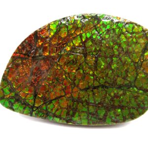 Genuine Cretaceous Age Gem Ammolite Ammonite Shell Specimen from Canada for Sale #15