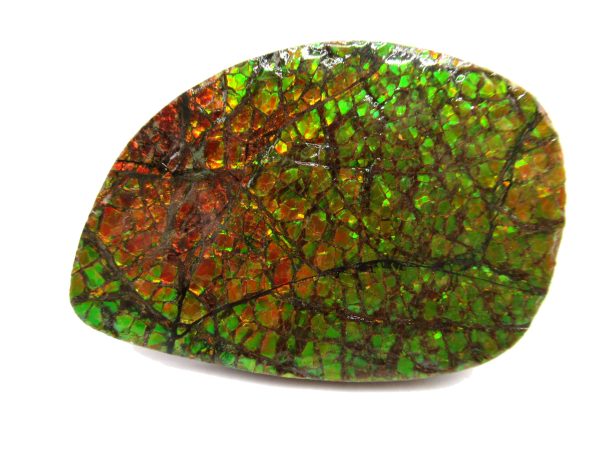 Genuine Cretaceous Age Gem Ammolite Ammonite Shell Specimen from Canada for Sale #15