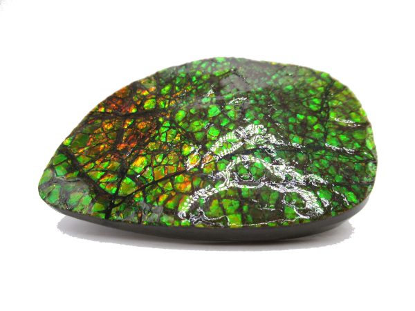 Genuine Cretaceous Age Gem Ammolite Ammonite Shell Specimen from Canada for Sale #15a