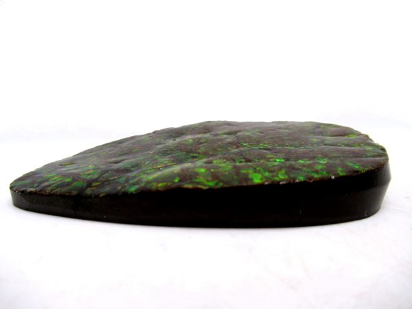 Genuine Cretaceous Age Gem Ammolite Ammonite Shell Specimen from Canada for Sale #15b