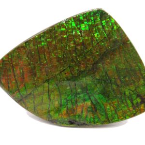 Genuine Cretaceous Age Gem Ammolite Ammonite Shell Specimen from Canada for Sale #16