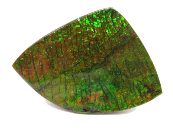 Genuine Cretaceous Age Gem Ammolite Ammonite Shell Specimen from Canada for Sale #16