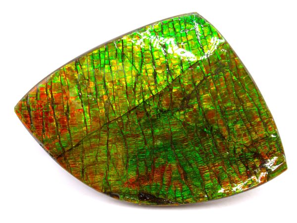 Genuine Cretaceous Age Gem Ammolite Ammonite Shell Specimen from Canada for Sale #16a