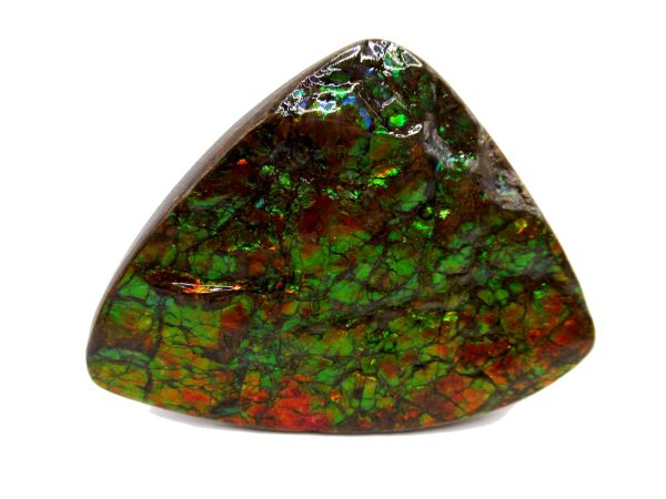 Genuine Cretaceous Age Gem Ammolite Ammonite Shell Specimen from Canada for Sale #17