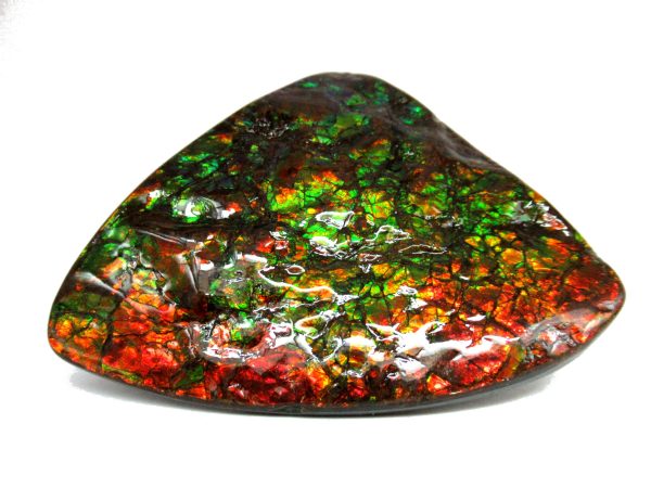 Genuine Cretaceous Age Gem Ammolite Ammonite Shell Specimen from Canada for Sale #17a