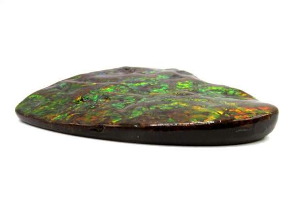 Genuine Cretaceous Age Gem Ammolite Ammonite Shell Specimen from Canada for Sale #17b