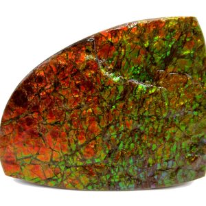 Genuine Cretaceous Age Gem Ammolite Ammonite Shell Specimen from Canada for Sale #18