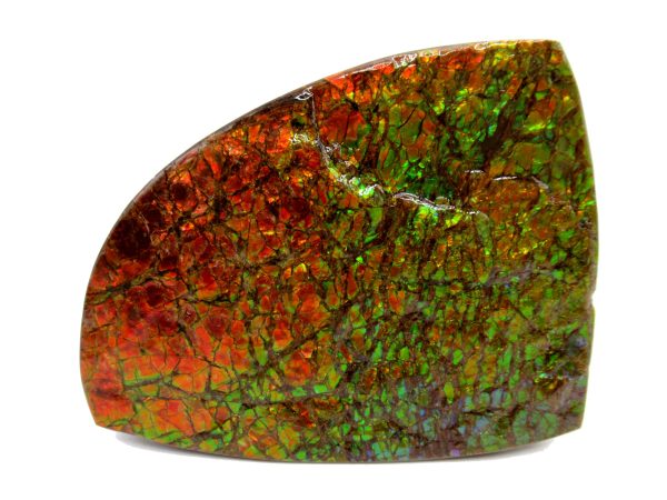 Genuine Cretaceous Age Gem Ammolite Ammonite Shell Specimen from Canada for Sale #18