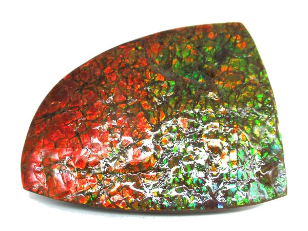 Genuine Cretaceous Age Gem Ammolite Ammonite Shell Specimen from Canada for Sale #18a