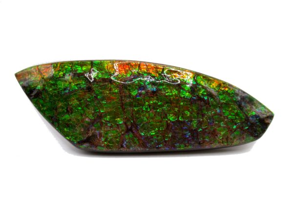 Genuine Cretaceous Age Gem Ammolite Ammonite Shell Specimen from Canada for Sale #19