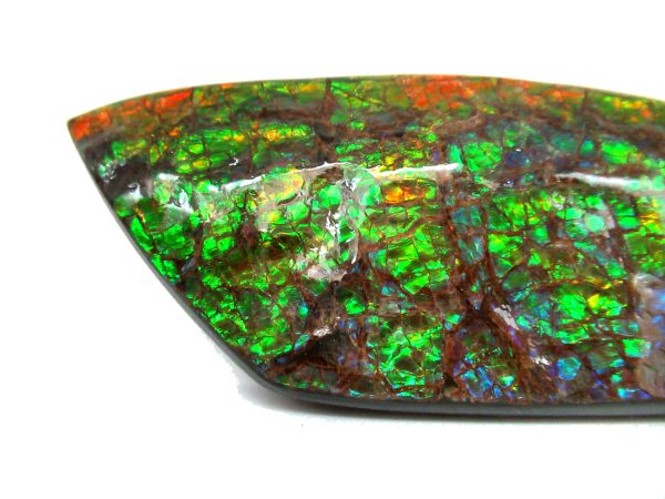 Genuine Cretaceous Age Gem Ammolite Ammonite Shell Specimen from Canada for Sale #19a