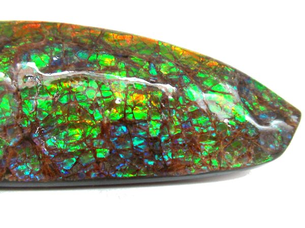 Genuine Cretaceous Age Gem Ammolite Ammonite Shell Specimen from Canada for Sale #19b