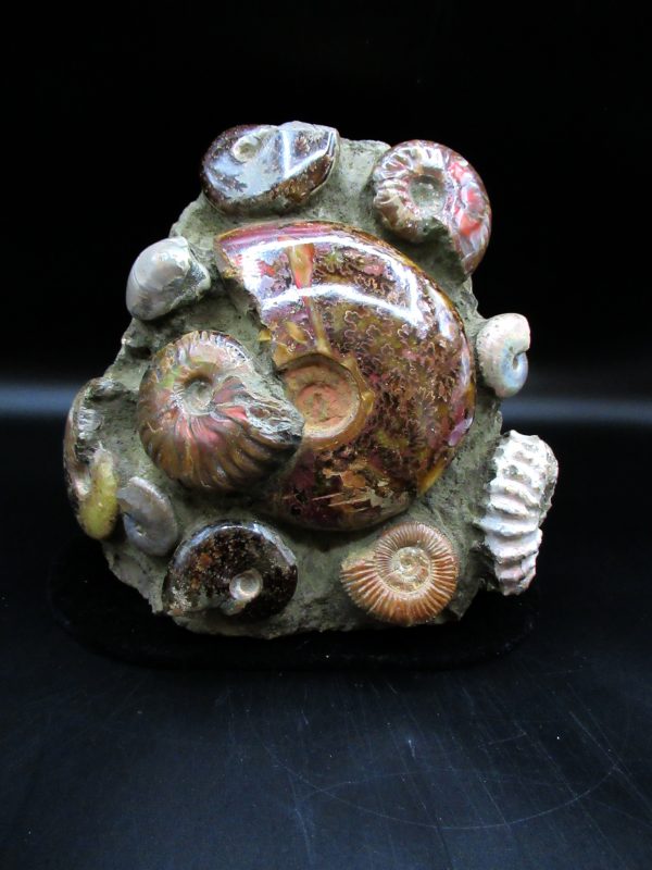 Ammonite Cluster - Madagascar #4