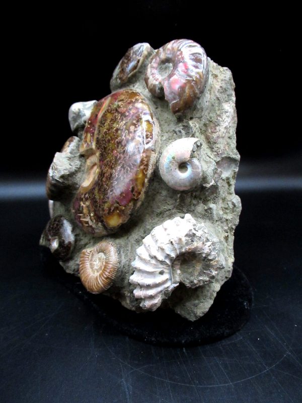 Ammonite Cluster - Madagascar #4 - Image 2