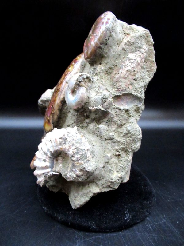 Ammonite Cluster - Madagascar #4 - Image 8