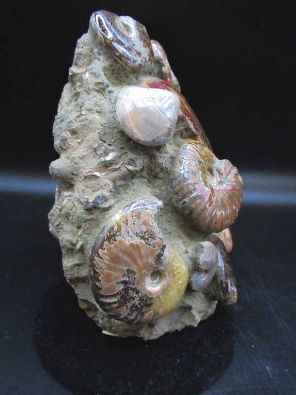 Ammonite Cluster - Madagascar #4 - Image 5